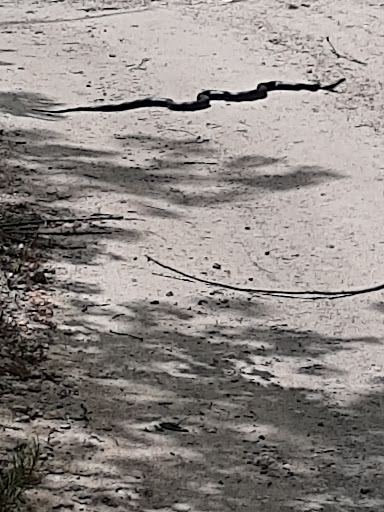 Park «Glassboro Wildlife Management Area», reviews and photos, Fries Mill Rd, Clayton, NJ 08312, USA