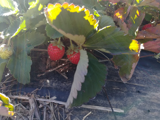 Produce Market «Berry Patch Farms», reviews and photos, 13785 Potomac St, Brighton, CO 80601, USA