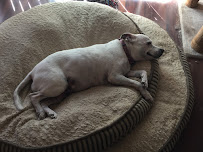 Ultimutt Pet Sitting - Photo 5 - Car repair in , Reno