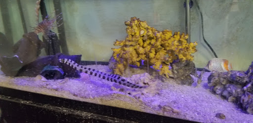 Pet Store «Something Fishy Pets», reviews and photos, 29 Towne Centre Ln, Fox Lake, IL 60020, USA