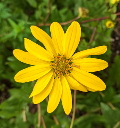 Park «Hammock Park», reviews and photos, 1945 San Mateo Dr, Dunedin, FL 34698, USA