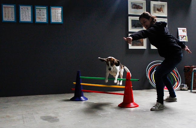Hondenschool & Praktijk voor Hondengedragstherapie Very Imporant Dogs - Brussel