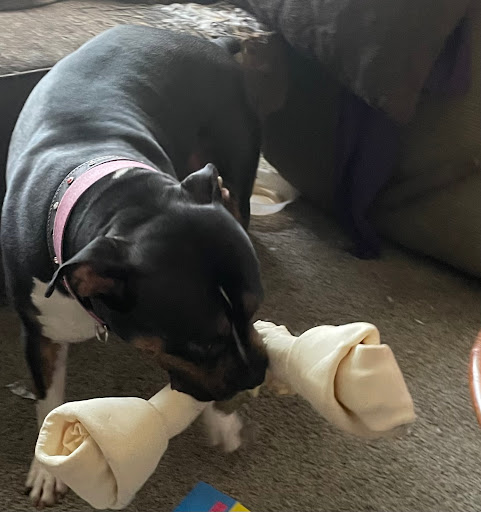 Pet Supply Store «PetSmart», reviews and photos, 16925 N Marketplace Blvd, Nampa, ID 83687, USA