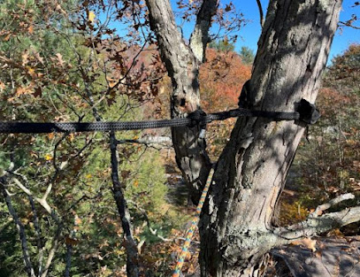 Pro Cut Tree Service, LLC