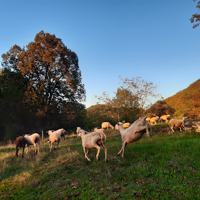 La bergerie de la Perrière à La Bridoire