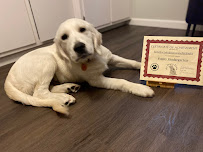 My Dog's Place - Photo 4 - Car repair in Stonington, CT, Norwich