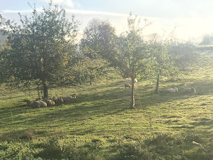 Photo n°9 de SARL la Ferme du Grémonval à Bailleul-Neuville ()