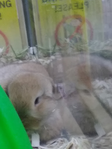 Pet Supply Store «Pet Supermarket», reviews and photos, 1746 E Silver Springs Blvd, Ocala, FL 34470, USA