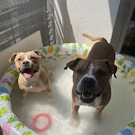 Photo n° 1 de l'avis de Amandine.e fait le 23/01/2023 à 10:21 pour Clinique vétérinaire Univet Saint Raphaël à Saint-Raphaël