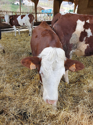 La Ferme des Caillats à Saint-Jean-en-Royans