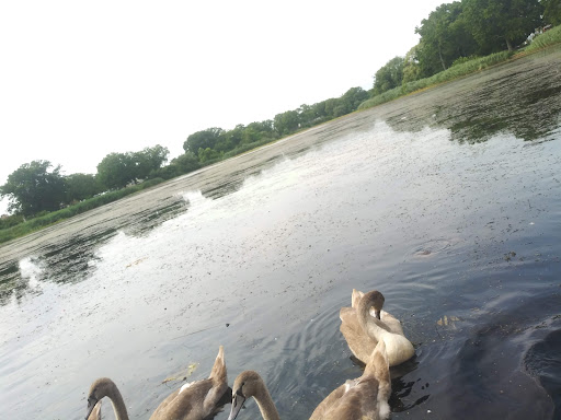 Park «Baisley Pond Park», reviews and photos, Baisley Blvd, Jamaica, NY 11434, USA