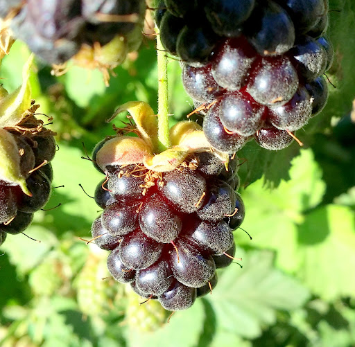 Produce Market «B&P Hitz Fruit Farm (Apples N Produce)», reviews and photos, 14070 Wilco Hwy NE, Woodburn, OR 97071, USA