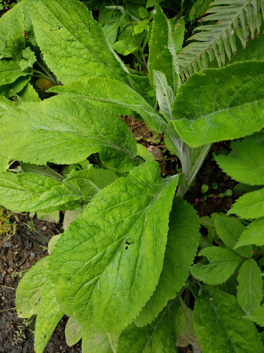 Tourist Attraction «Melmont ghost town», reviews and photos, Carbon River Rd, Carbonado, WA 98323, USA