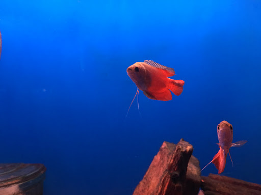 Tropical Fish Store «Tropi-Quatics Pet Center», reviews and photos, 337 S Main St, Lombard, IL 60148, USA