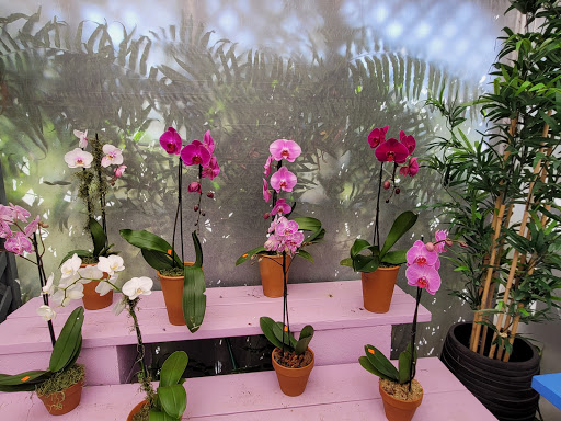 Wholesale Plant Nursery «Galloway Farm Nursery Inc.», reviews and photos, 7790 SW 87th Ave, Miami, FL 33173, USA