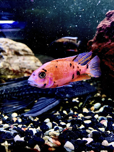 Tropical Fish Store «Westside Aquarium & Pets», reviews and photos, 3402 S Dale Mabry Hwy, Tampa, FL 33629, USA