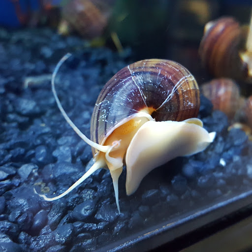 Pet Store «AquaRealm Aquarium & Pets», reviews and photos, 452 Railroad St, St Johnsbury, VT 05819, USA