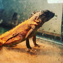 Vanguard Society Photography - Photo 4 - Car repair in , San Antonio