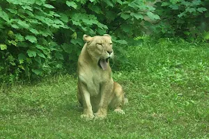 臺北市立動物園非洲獅區 image