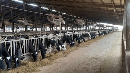 Cụm trang trại bò sữa số 3 - TH True Milk