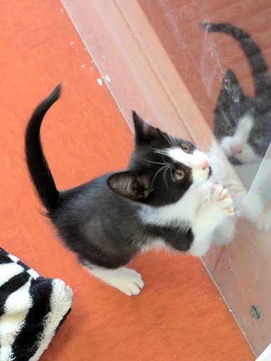 Pet Supply Store «Pet Care Depot», reviews and photos, 1598 NY-112, Medford, NY 11763, USA