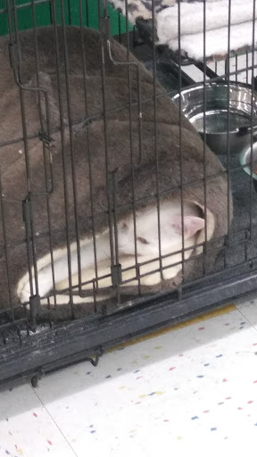 Pet Supply Store «Pet Supplies Plus», reviews and photos, 690 N State St, Westerville, OH 43082, USA