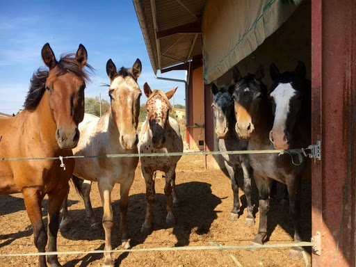 Endroits où l'on peut faire du poney à proximité Toulouse