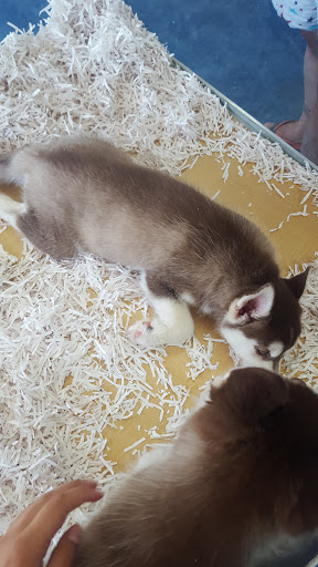 Pet Store «V.I. Pets», reviews and photos, 11975 E Lakewood Blvd, Holland, MI 49424, USA