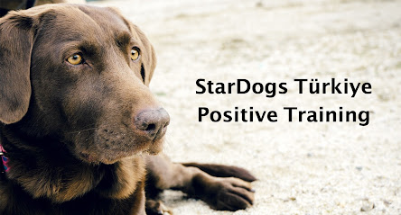 StarDogs Positive Training - Türkiye