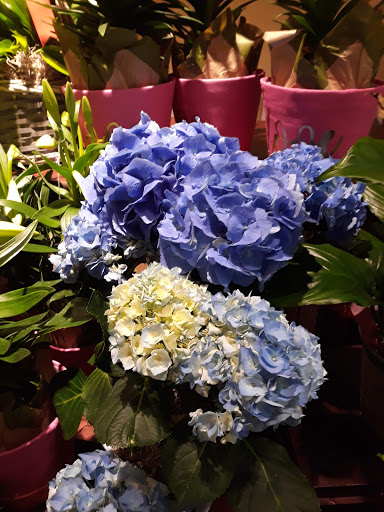 Grocery Store «Safeway», reviews and photos, 1235 Stratford Ave, Dixon, CA 95620, USA