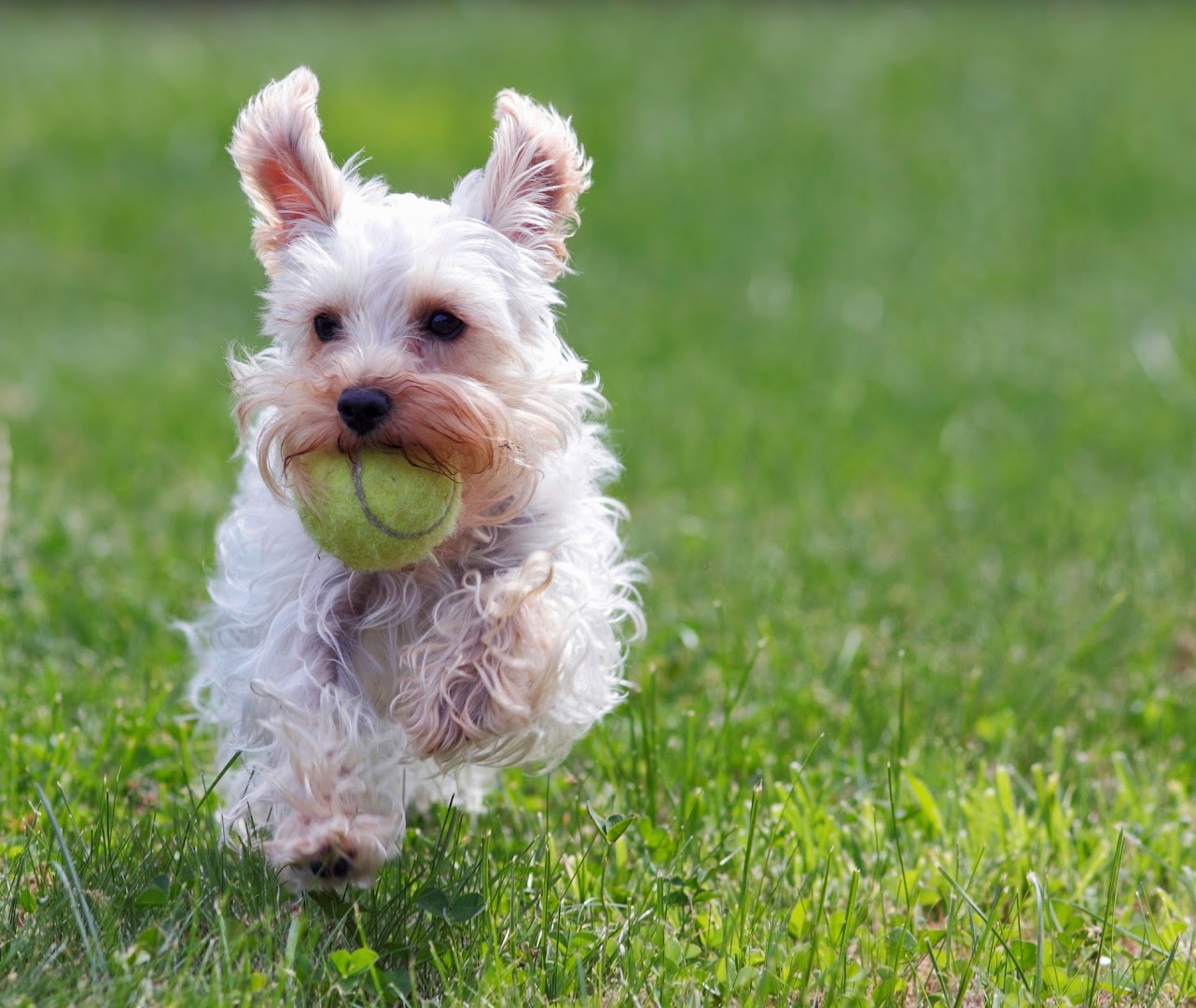 Country Club for Dogs