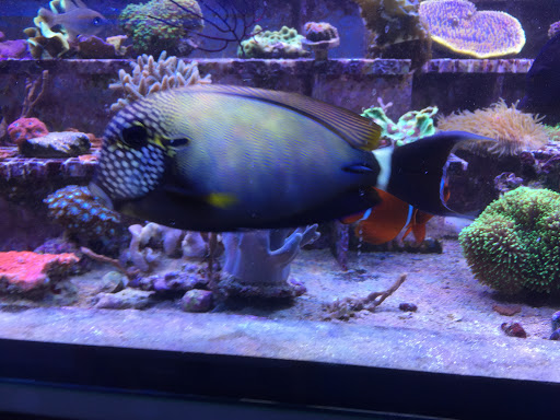 Meerwasseraquaristik Nufer unter Meßstetten, 