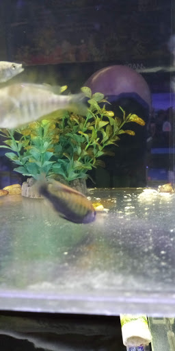 Tropical Fish Store «Coral Reef Aquariums», reviews and photos, 8416 N Armenia Ave, Tampa, FL 33604, USA