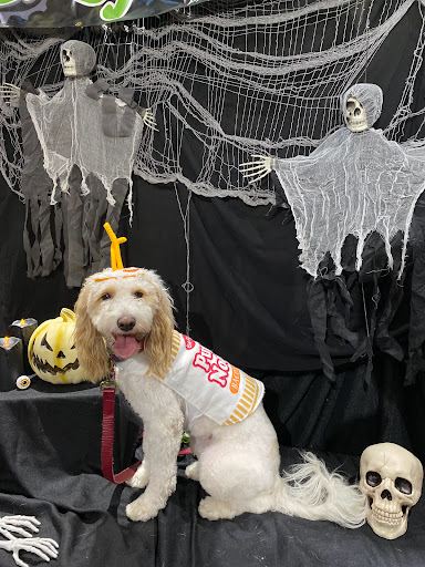 Pet Supply Store «Cycle Dog - Earth Friendly Pet Company», reviews and photos, 2215 NW Quimby St, Portland, OR 97210, USA