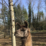 Photo n° 3 de l'avis de Boucly.i fait le 18/06/2019 à 08:33 pour Lama Loisir Mamirolle - sur réservation à Mamirolle