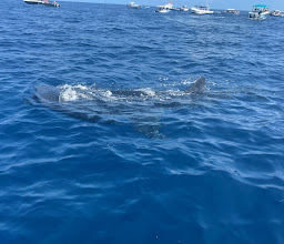 Mexico Whale Shark photo