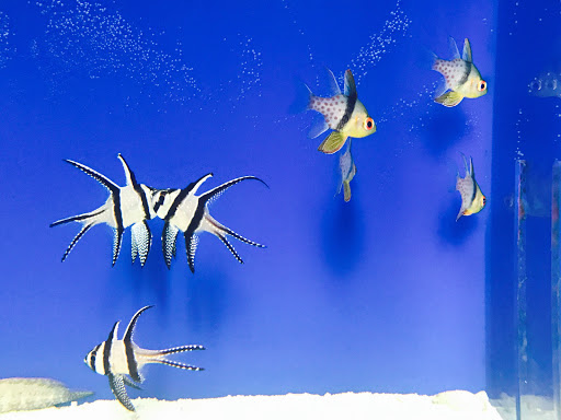 Pet Store «Acuario Piscis», reviews and photos, 3040 W Cermak Rd, Chicago, IL 60623, USA
