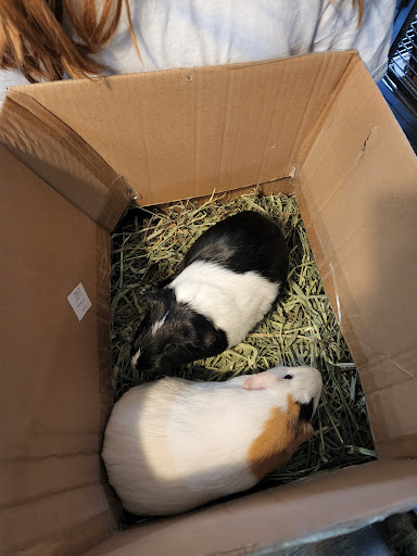 Pet Store «Animal House», reviews and photos, 7869 Hamilton Ave, Cincinnati, OH 45231, USA