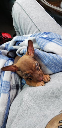 Pet Supply Store «PetSmart», reviews and photos, 1285 Johnson Ferry Rd, Marietta, GA 30068, USA