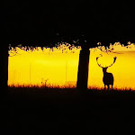 Photo n°4 de l'avis de Oscar.. fait le 03/09/2021 à 15:38 sur le  Hirsch Hüttenreute Landgasthof à Hoßkirch