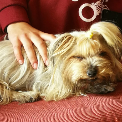 Calma Clínica Veterinaria en Olías del Rey