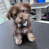 Paw’s PetLand - Photo 2 - Car repair in Miami, FL, Miami