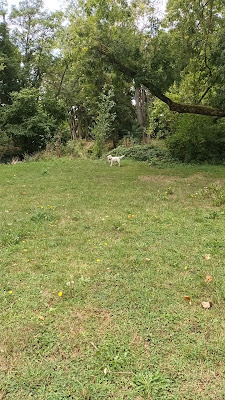 Parc à Chiens à Chartres