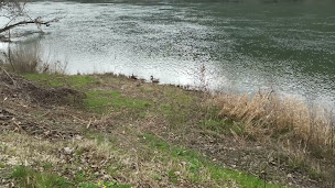 Photo n°79 de Aux Pieds dans l'Eau à Rochetaillée-sur-Saône ()