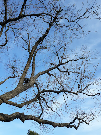 Park «Lake Cliff Park», reviews and photos, 300 E Colorado Blvd, Dallas, TX 75201, USA