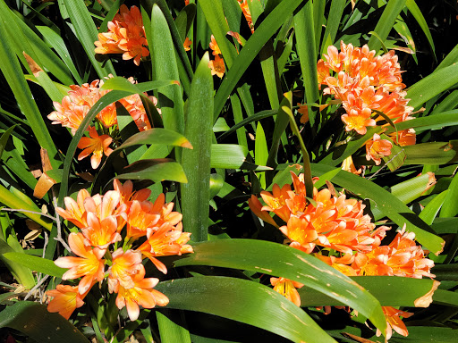 Descanso Gardens image