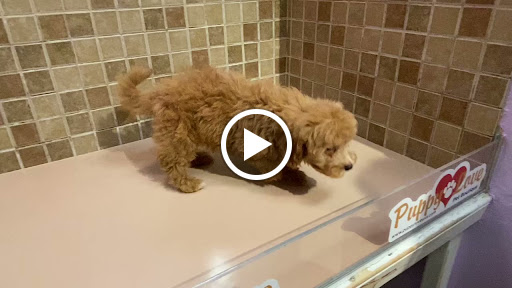 Pet Store «Puppy Love», reviews and photos, 4802 Valley View Blvd NW Uf290, Roanoke, VA 24012, USA