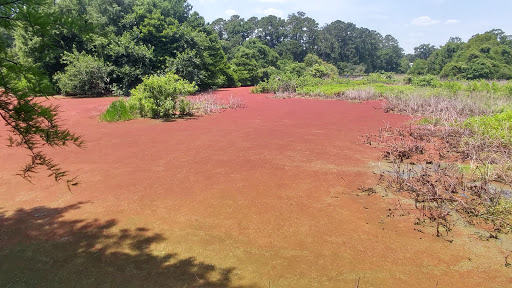 Park «Cypress Wetlands», reviews and photos, 1700 Paris Ave, Port Royal, SC 29935, USA