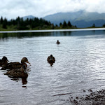 Photo n°1 de l'avis de Paolo.e fait le 03/08/2021 à 14:33 sur le  Rifugio Laghi Di Colbricon à Primiero San Martino di Castrozza
