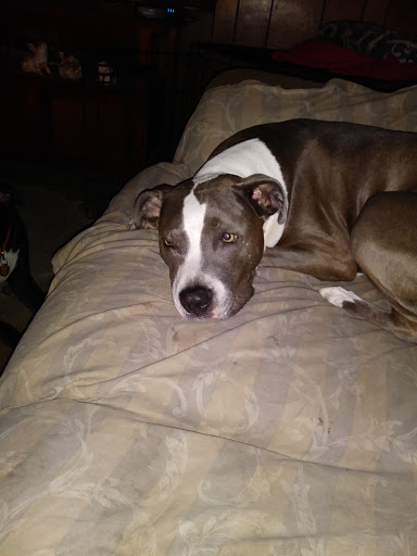 Bannon Woods Veterinary Clinic: Adrienne Robertson DVM image